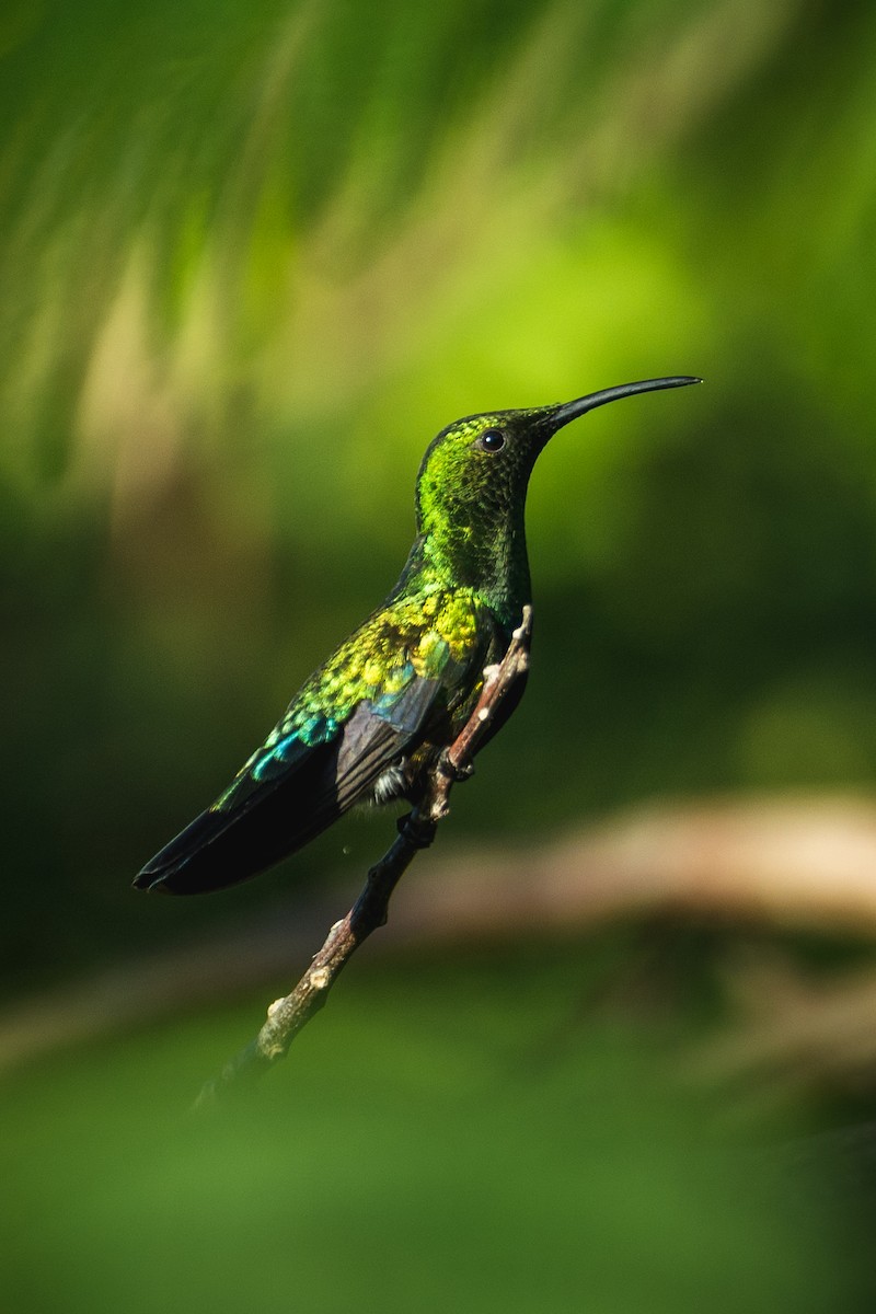 Green-throated Carib - ML636094286