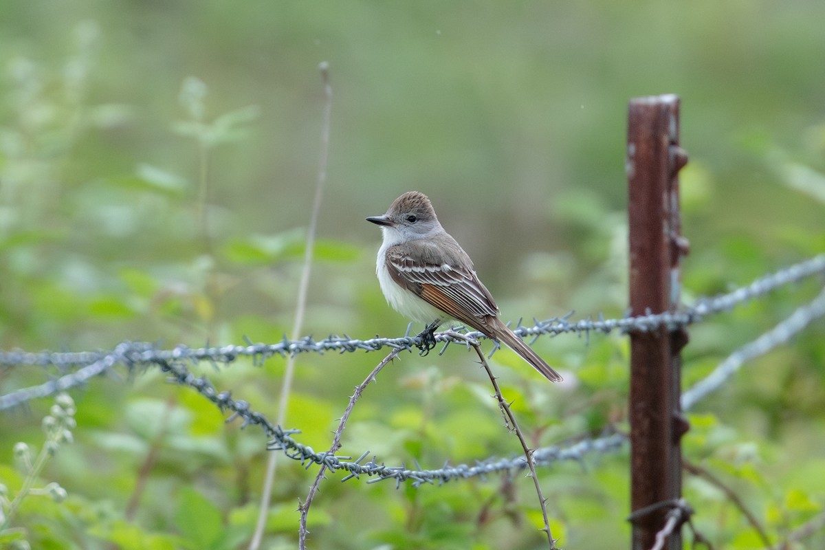 Ash-throated Flycatcher - ML636094332