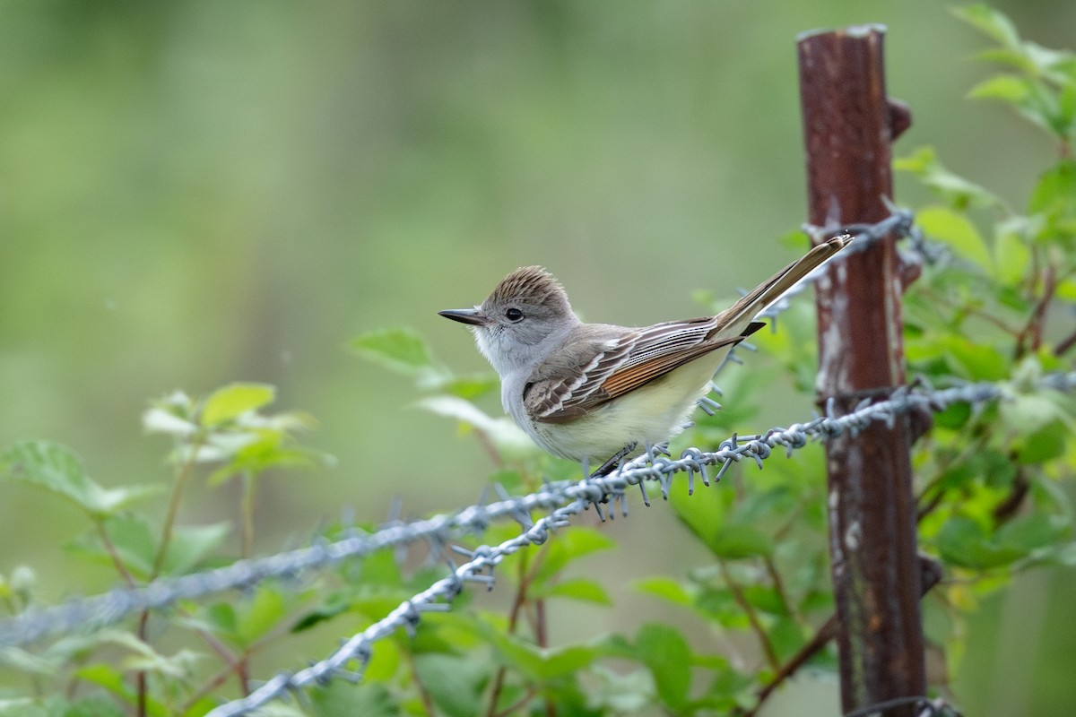 Ash-throated Flycatcher - ML636094333