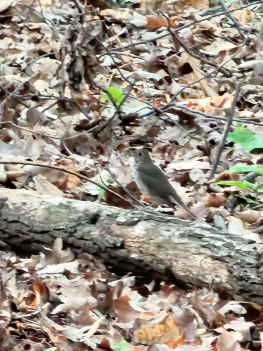 Gray-cheeked Thrush - ML636094373