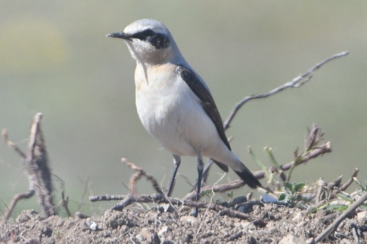 Northern Wheatear - ML636094378