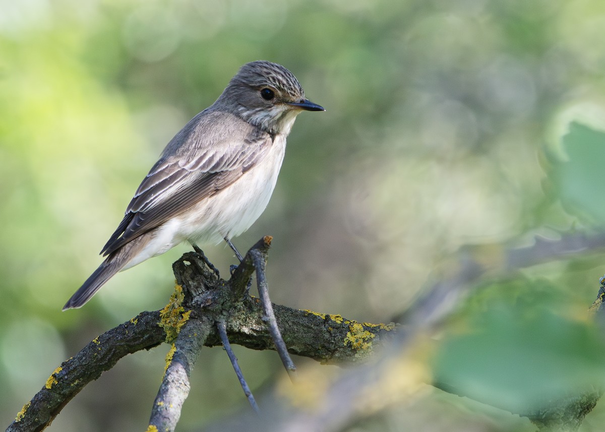 Spotted Flycatcher - ML636094420