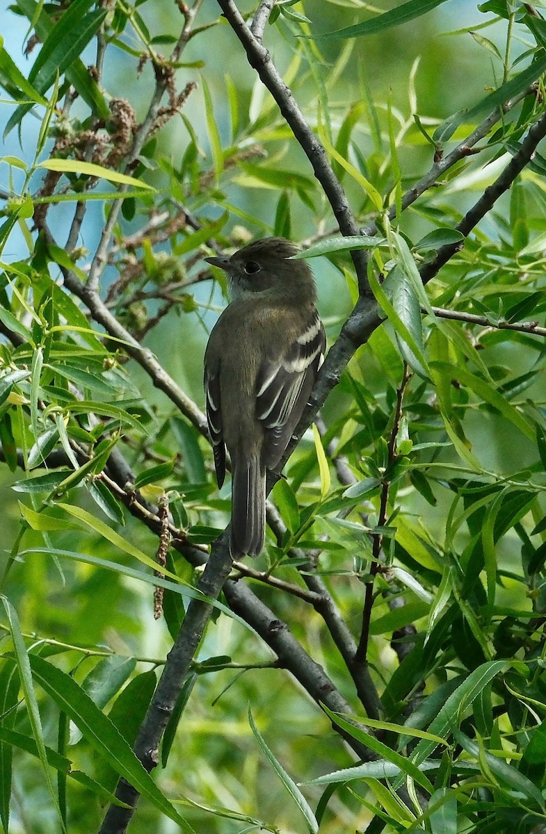 Alder/Willow Flycatcher (Traill's Flycatcher) - ML636094440