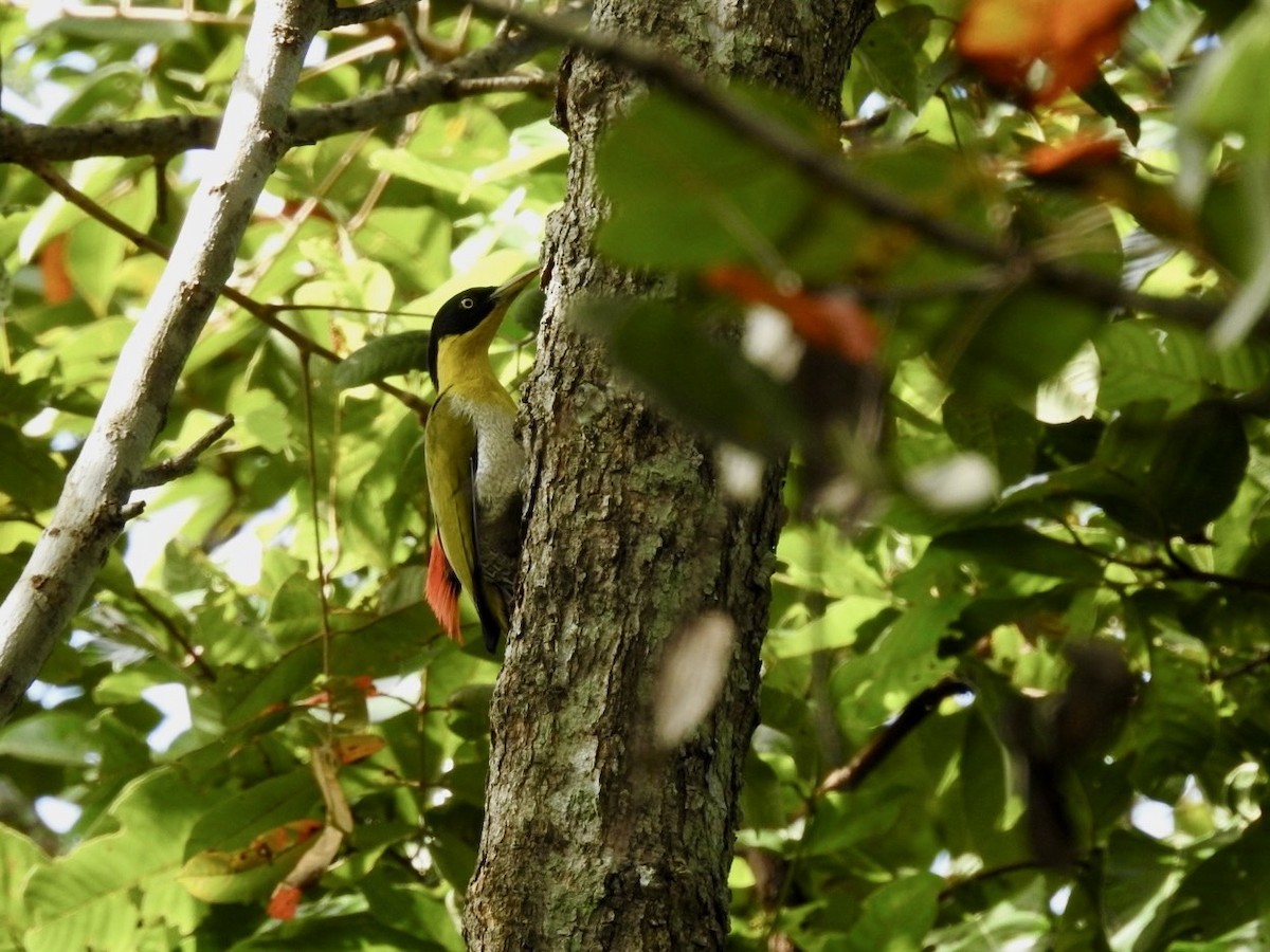 Black-headed Woodpecker - ML636094485