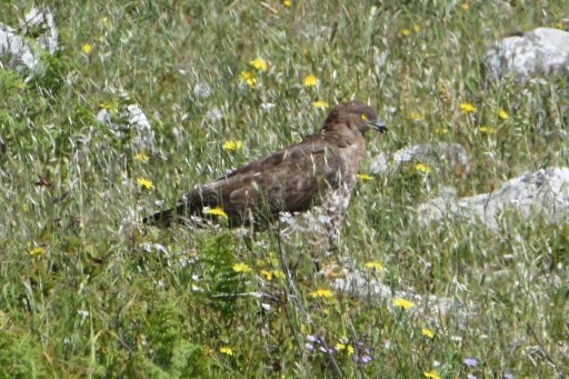 European Honey-buzzard - ML636094505