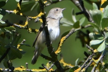 Garden Warbler - ML636094578
