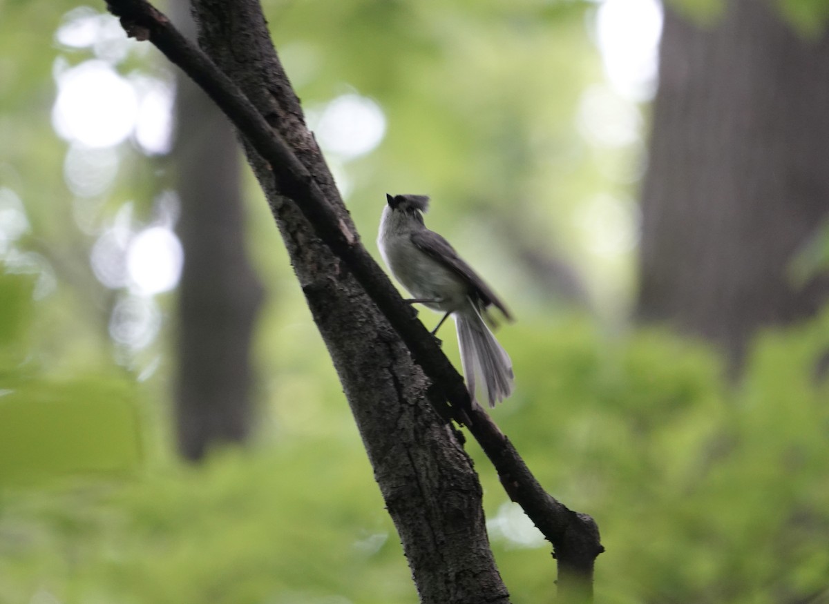 Tufted Titmouse - ML636094655