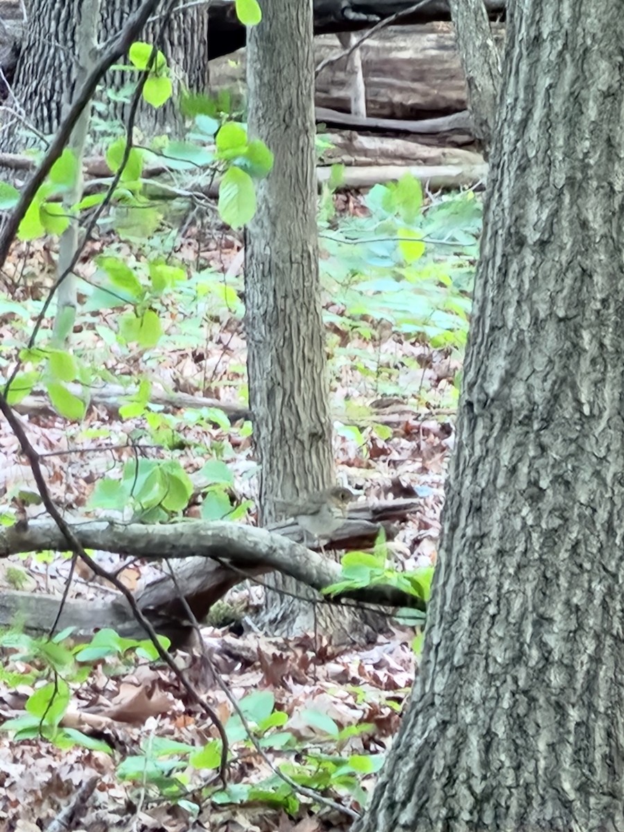 Swainson's Thrush - ML636094659