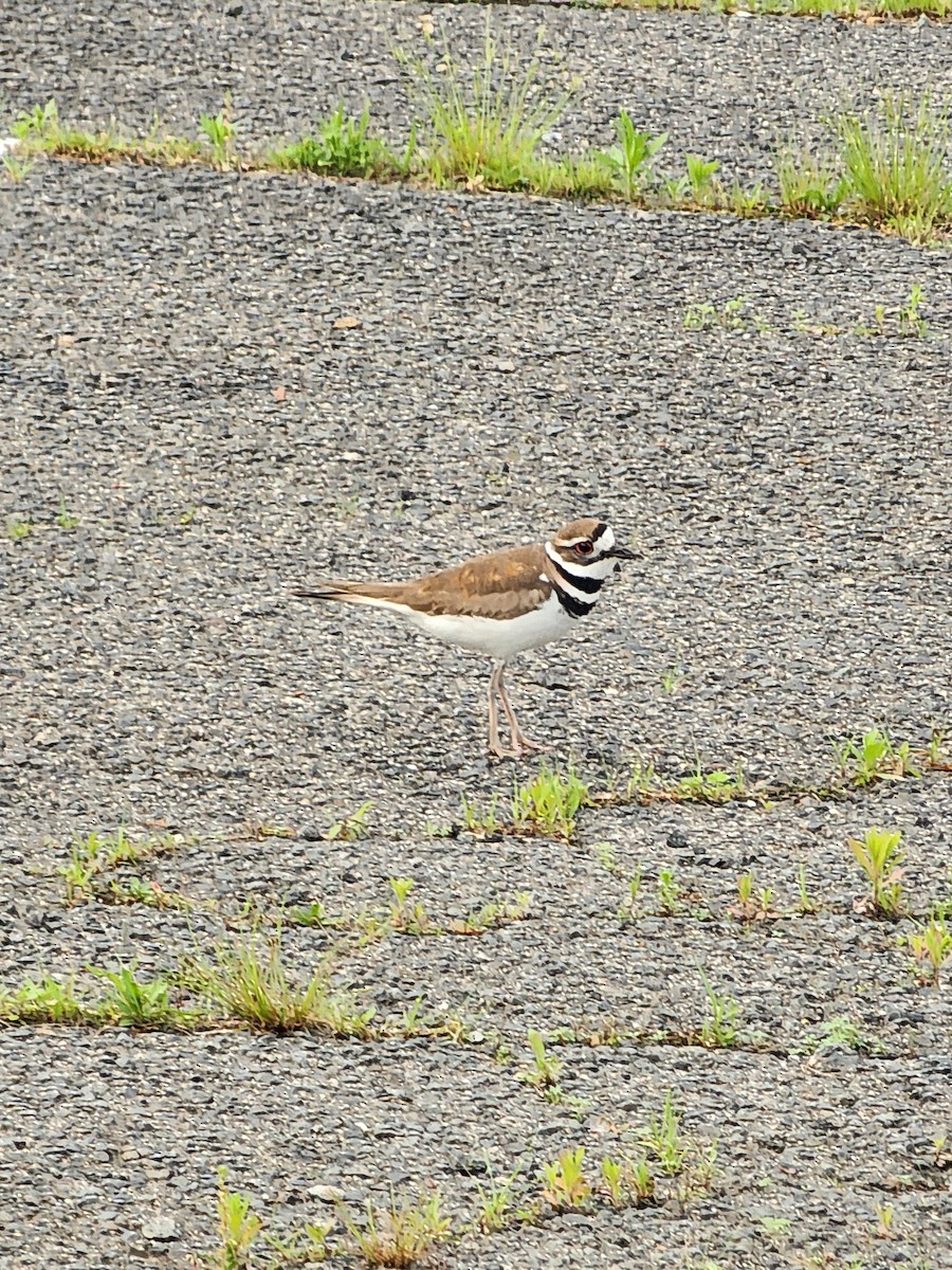 Killdeer - ML636094680