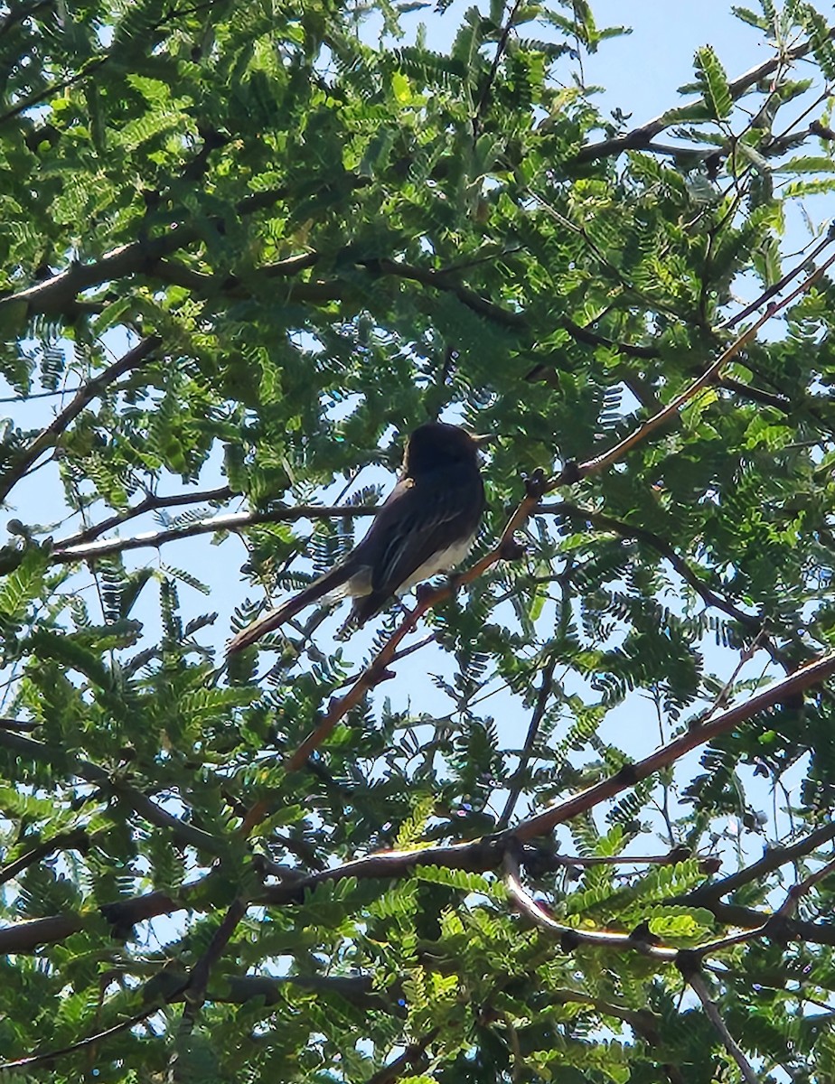 Black Phoebe - ML636094685