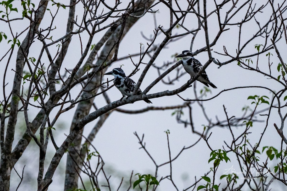 Pied Kingfisher - ML636094780