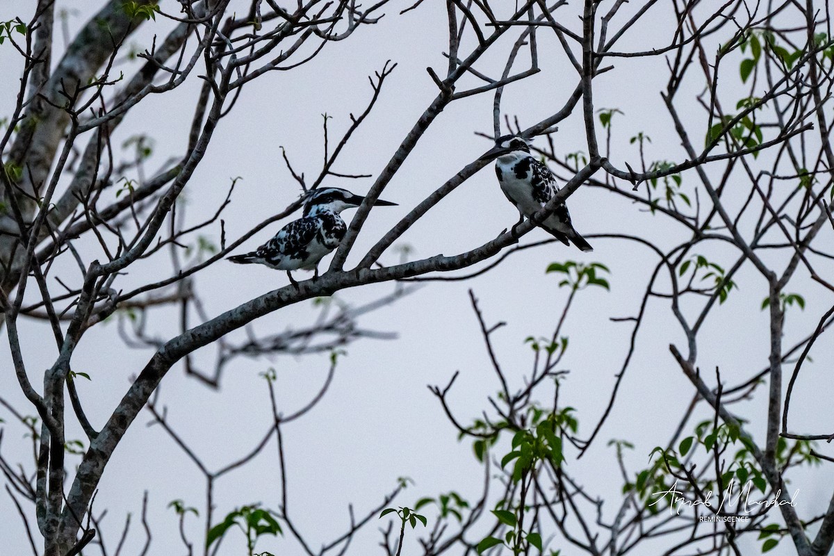 Pied Kingfisher - ML636094781