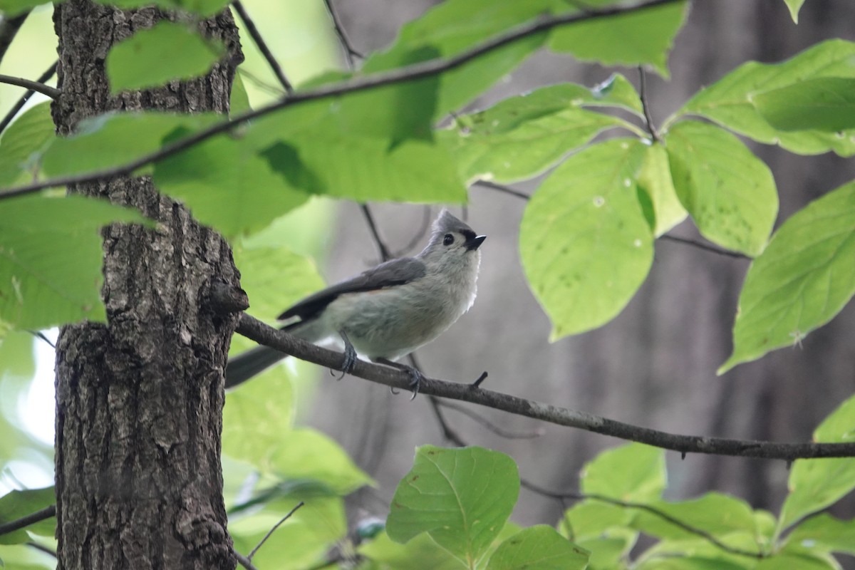 Tufted Titmouse - ML636094888