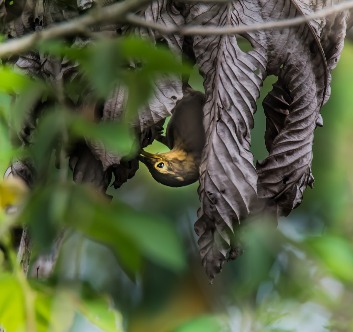 Chiriqui Foliage-gleaner - ML636094906