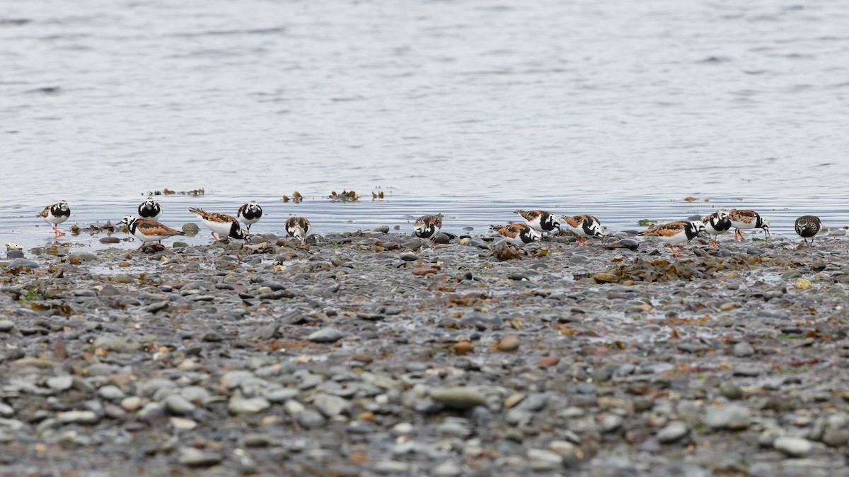 Ruddy Turnstone - ML636094943