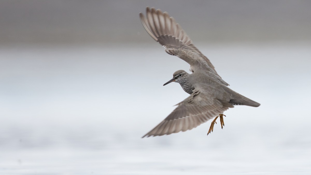 Wandering Tattler - ML636095054