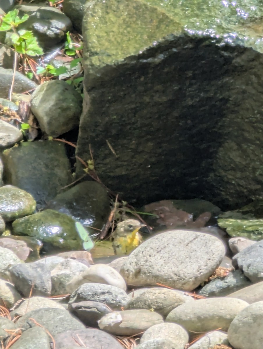 Yellow-throated Vireo - ML636095071