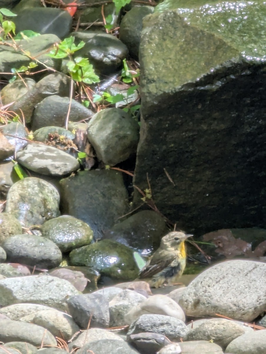 Yellow-throated Vireo - ML636095108