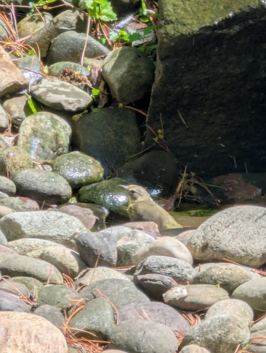 Yellow-throated Vireo - ML636095120