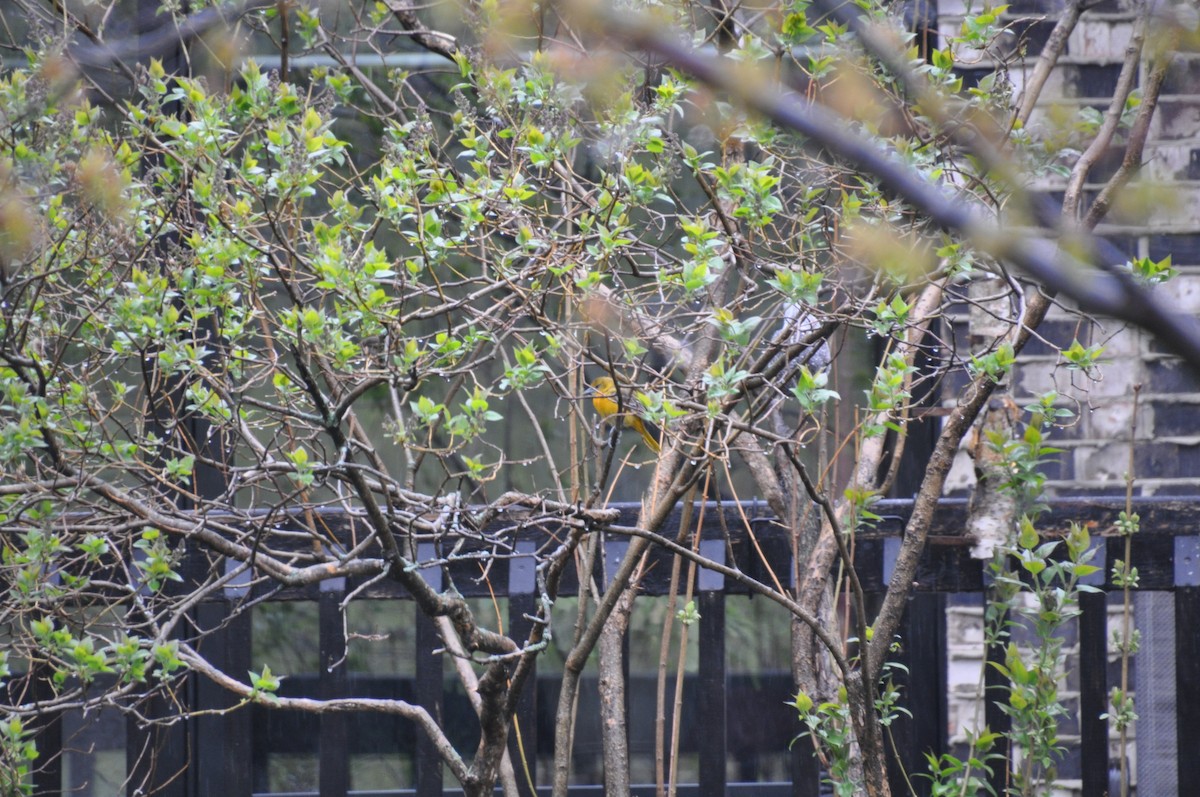 trupiál baltimorský - ML636095154