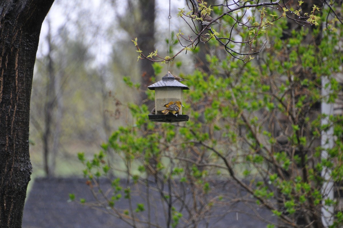 trupiál baltimorský - ML636095155