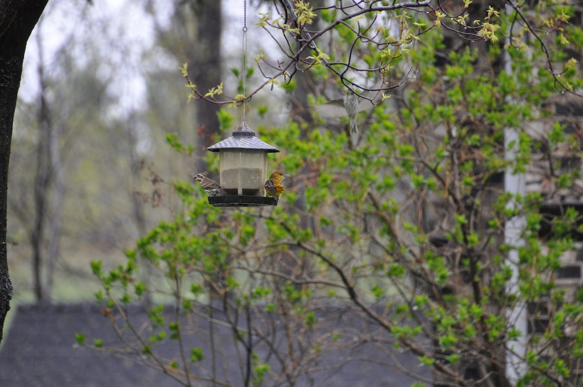 trupiál baltimorský - ML636095156