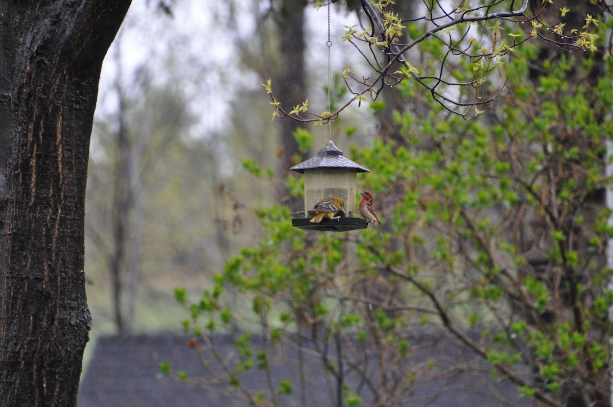 trupiál baltimorský - ML636095157