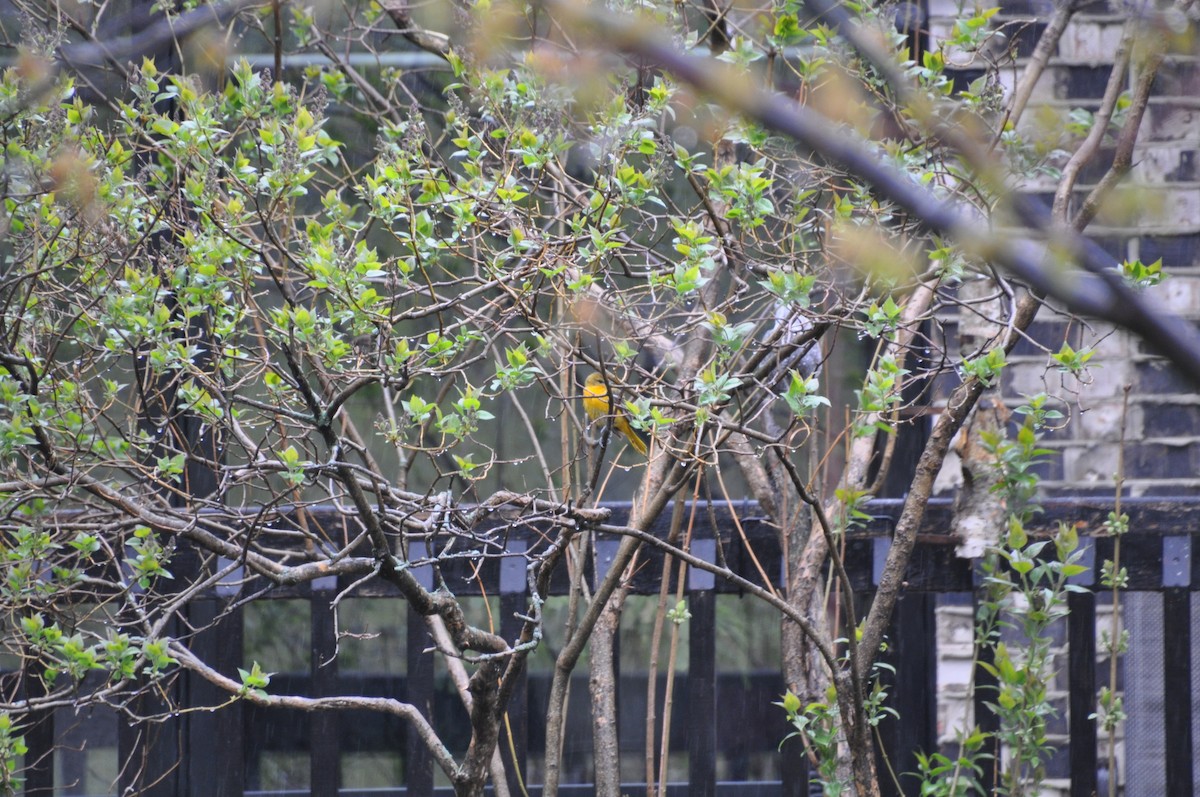 trupiál baltimorský - ML636095158