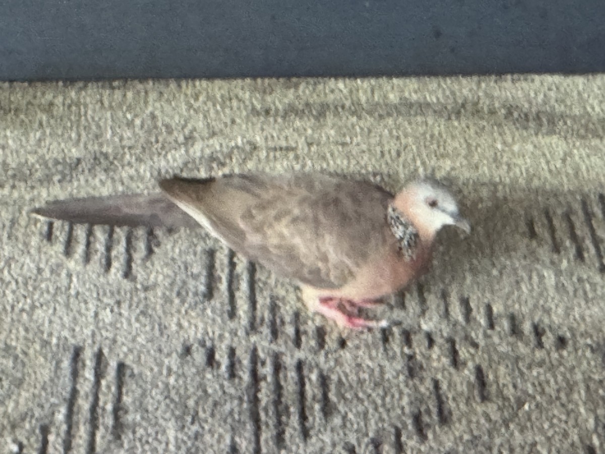 Zebra Dove - ML636095174