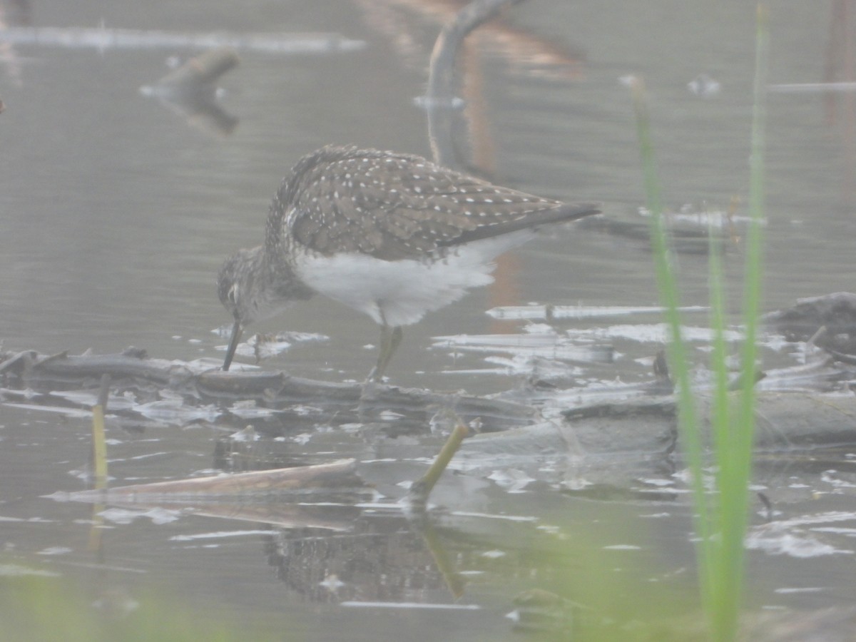 Solitary Sandpiper - ML636095190