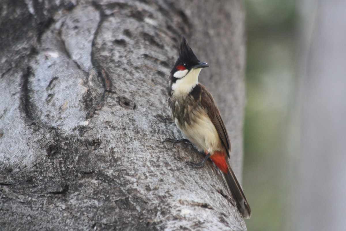 Bulbul masailgorria - ML636095192