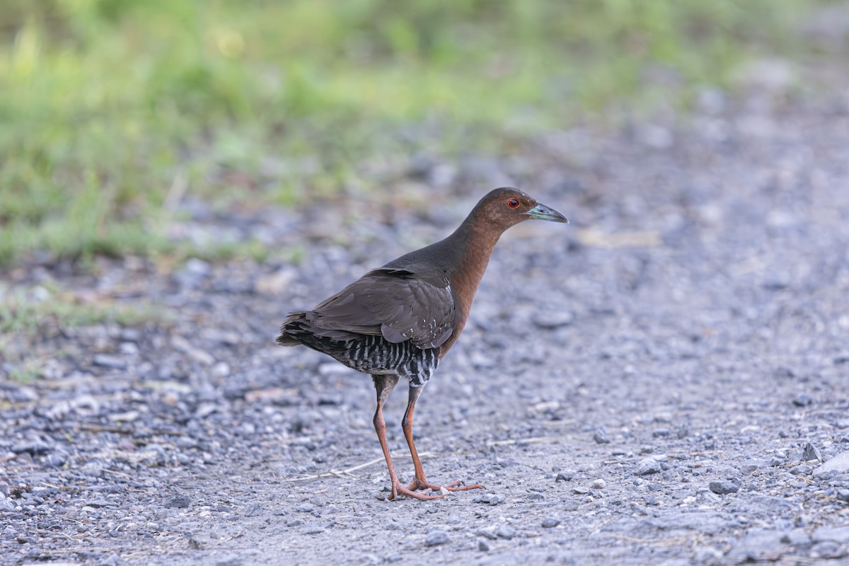 Band-bellied Crake - ML636095266
