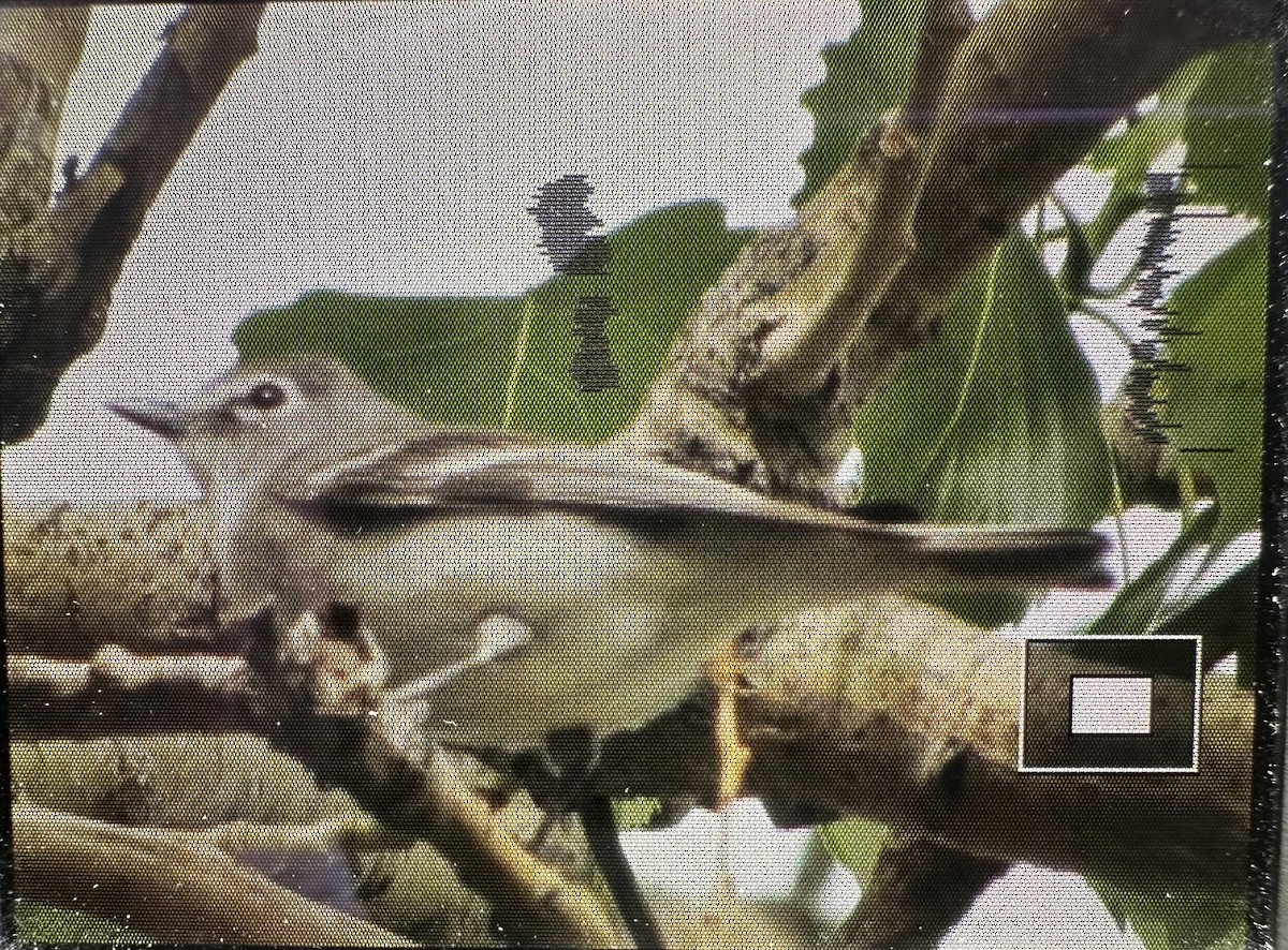 Plumbeous Vireo - ML636095276