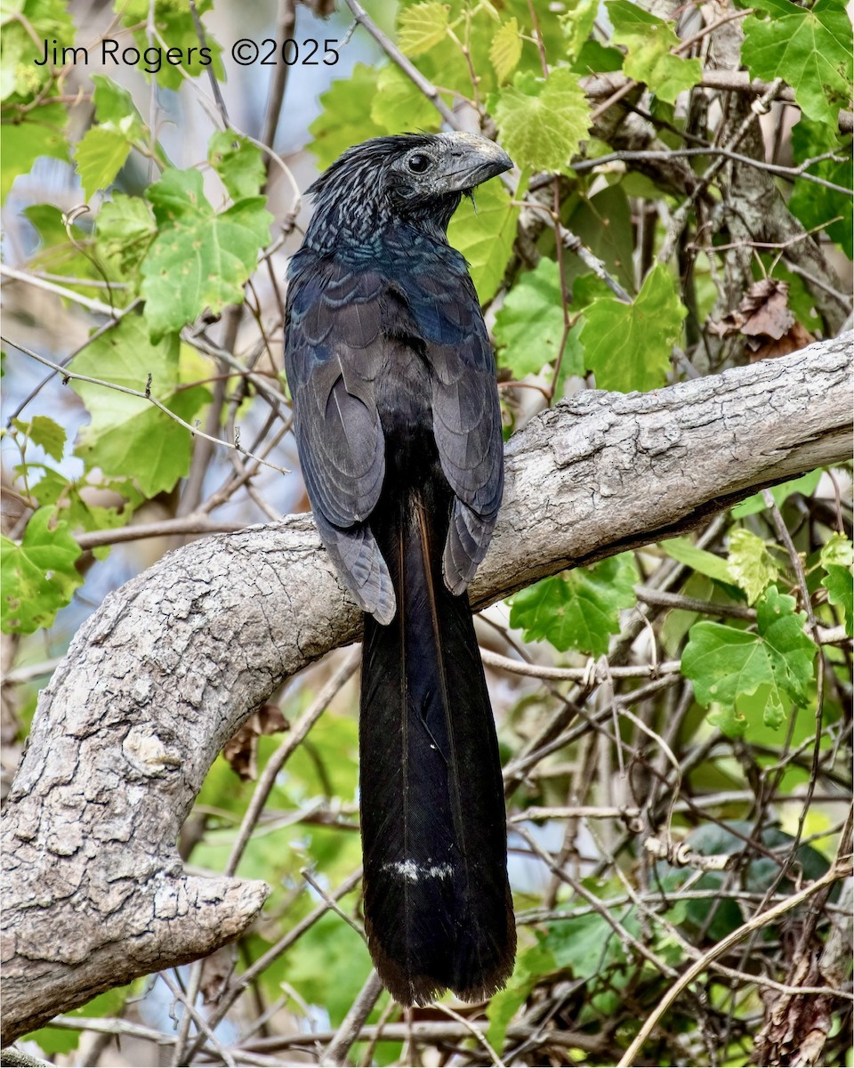 Groove-billed Ani - ML636095285