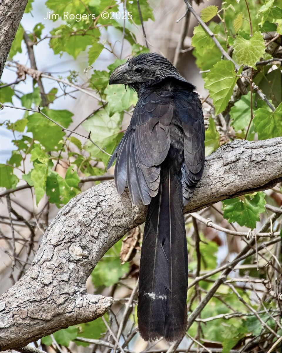 Groove-billed Ani - ML636095286