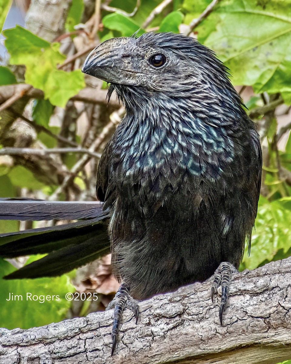 Groove-billed Ani - ML636095287