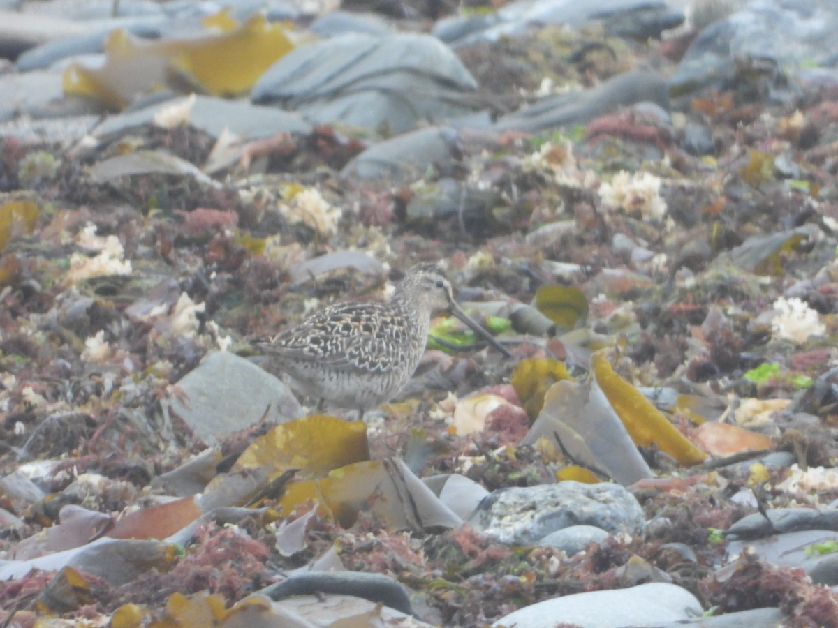 Short-billed Dowitcher - ML636095359