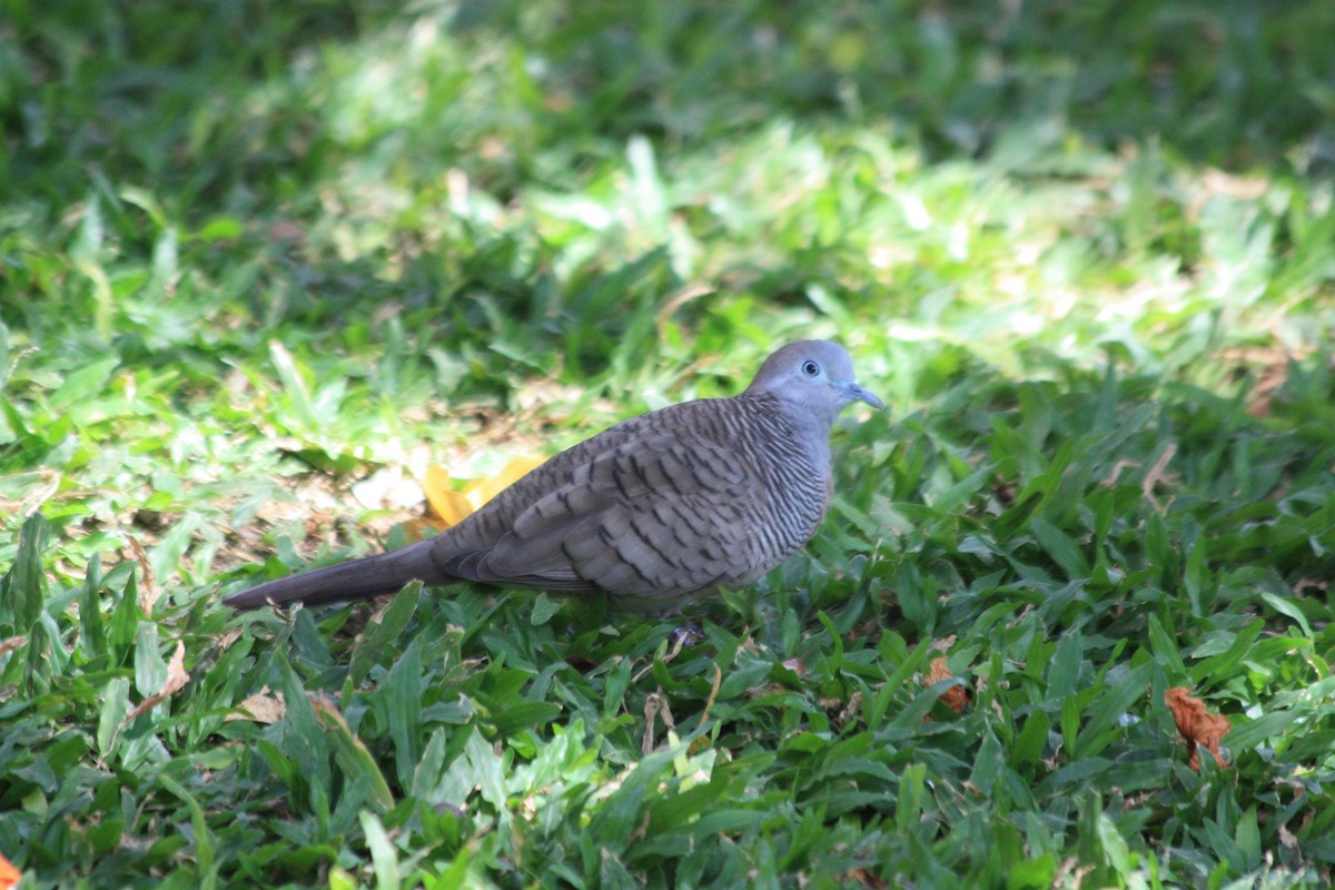 Zebra Dove - ML636095373