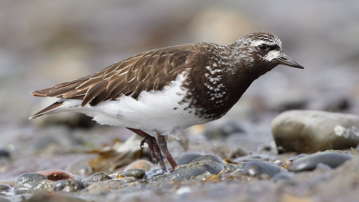 Black Turnstone - ML636095411