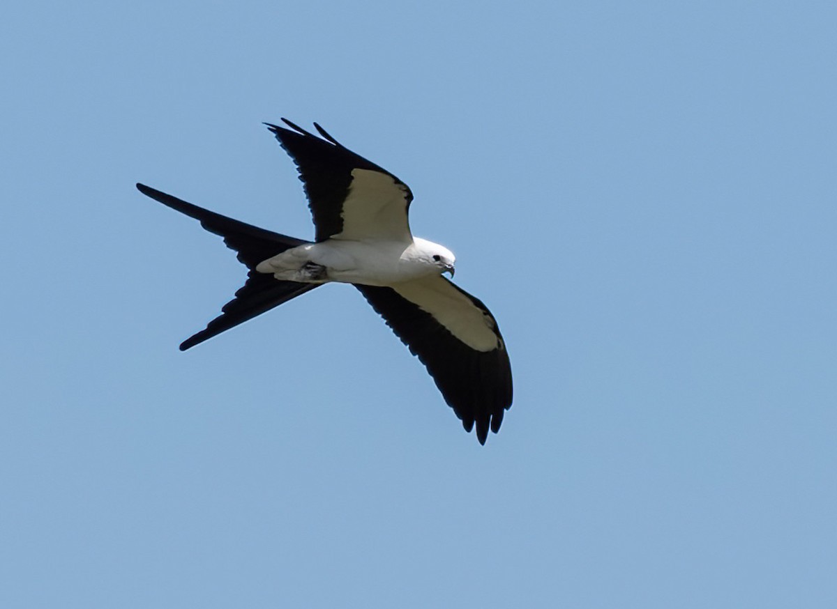 Swallow-tailed Kite - ML636095453
