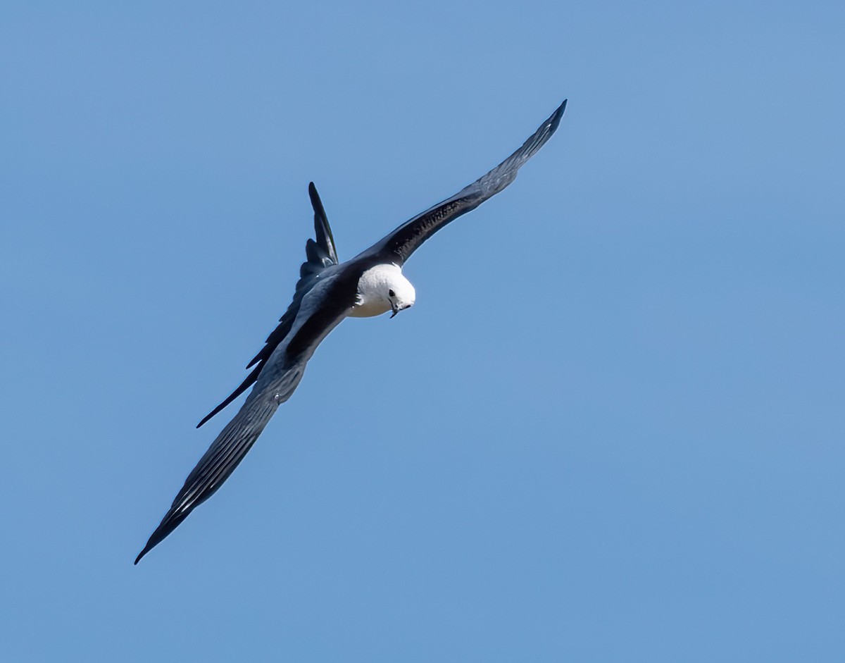 Swallow-tailed Kite - ML636095454