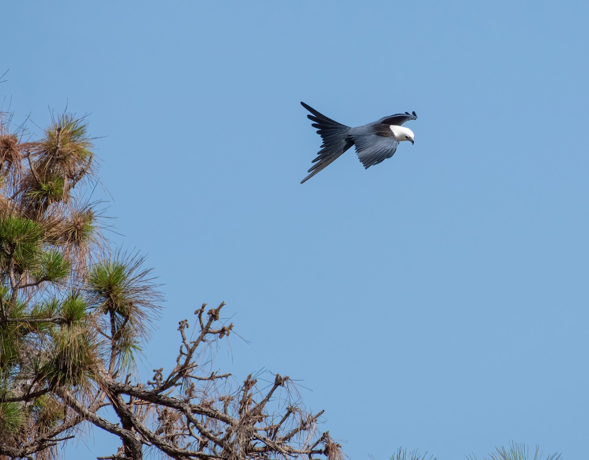 Swallow-tailed Kite - ML636095455
