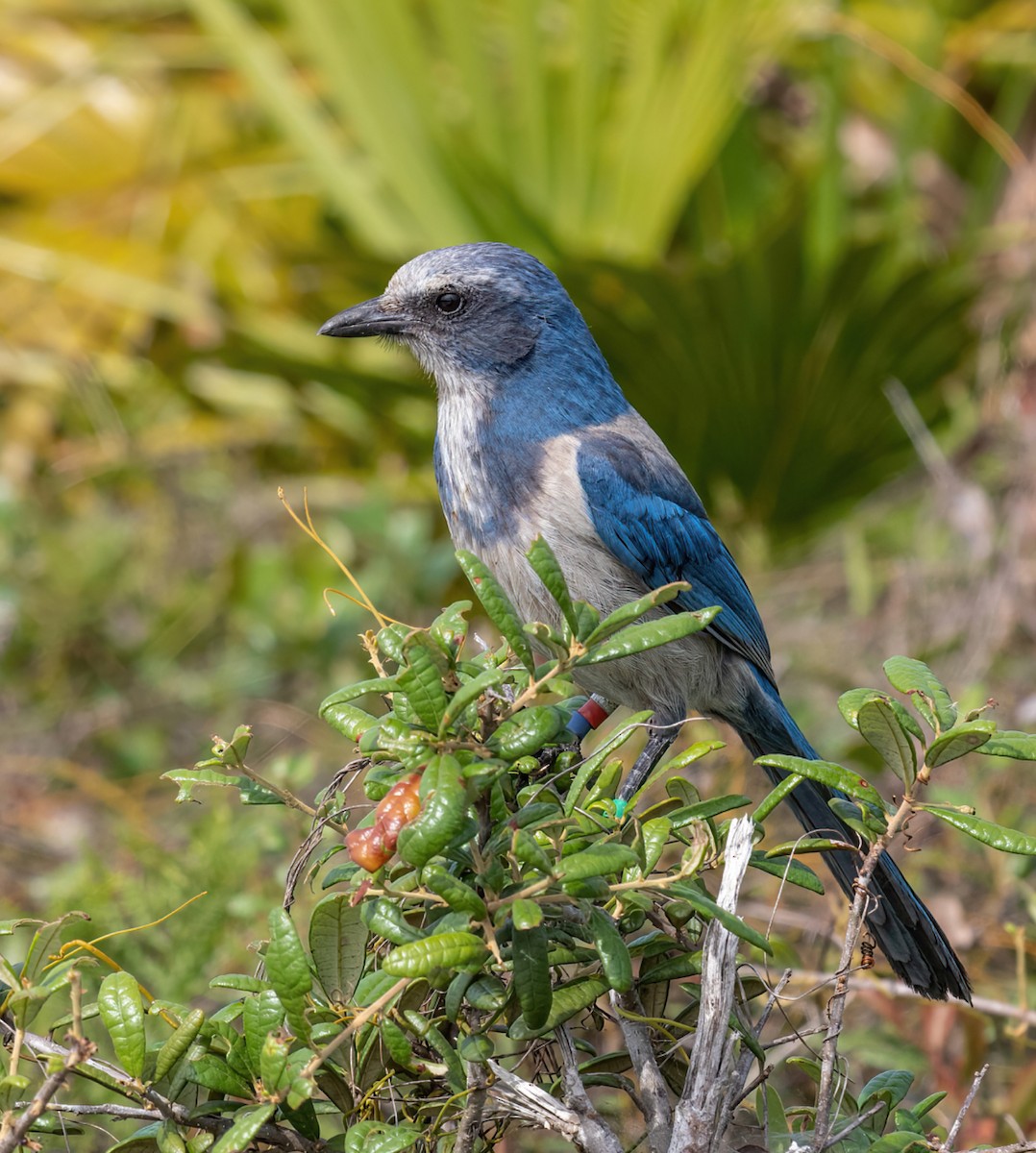Florida Scrub-Jay - ML636095476