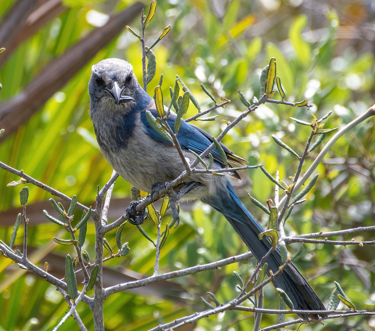 Florida Scrub-Jay - ML636095478