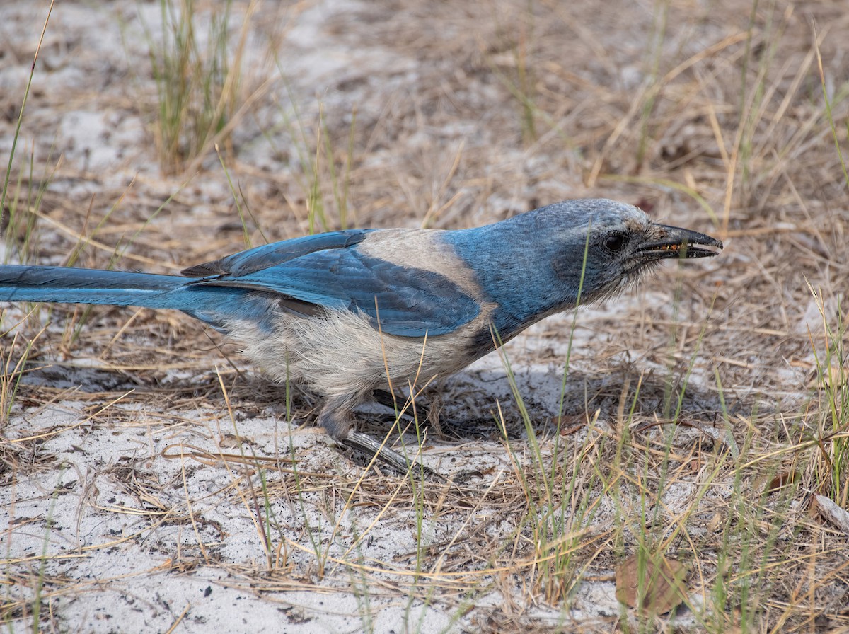 Florida Scrub-Jay - ML636095480