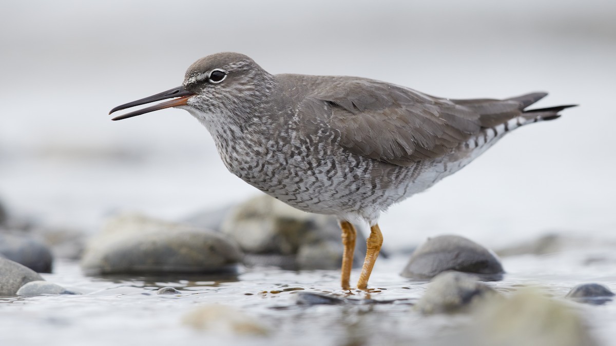 Wandering Tattler - ML636095519