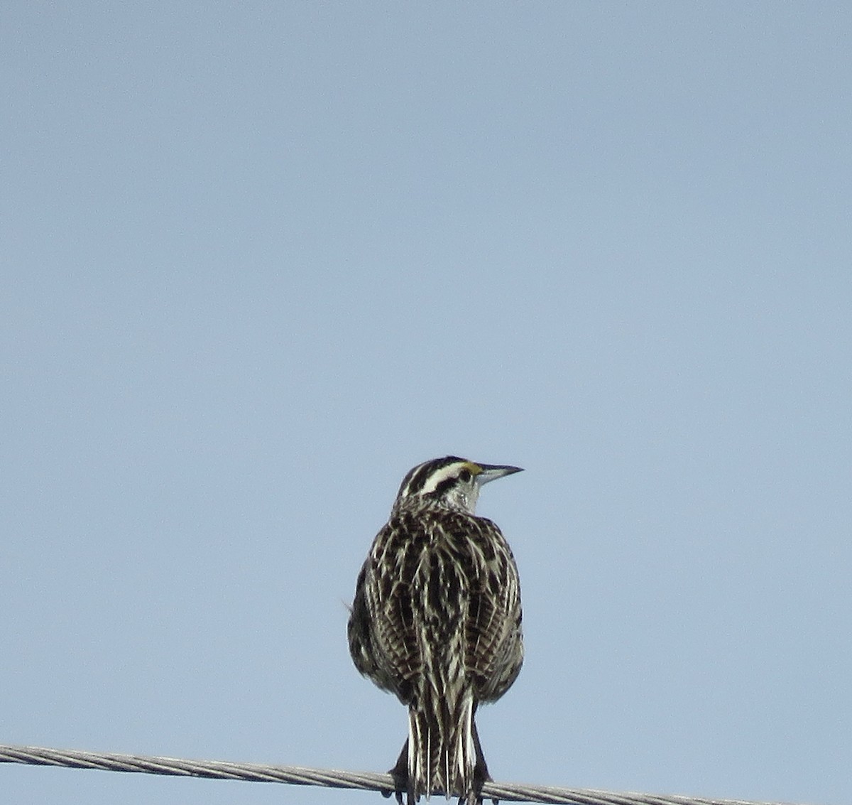Eastern Meadowlark - ML636095545
