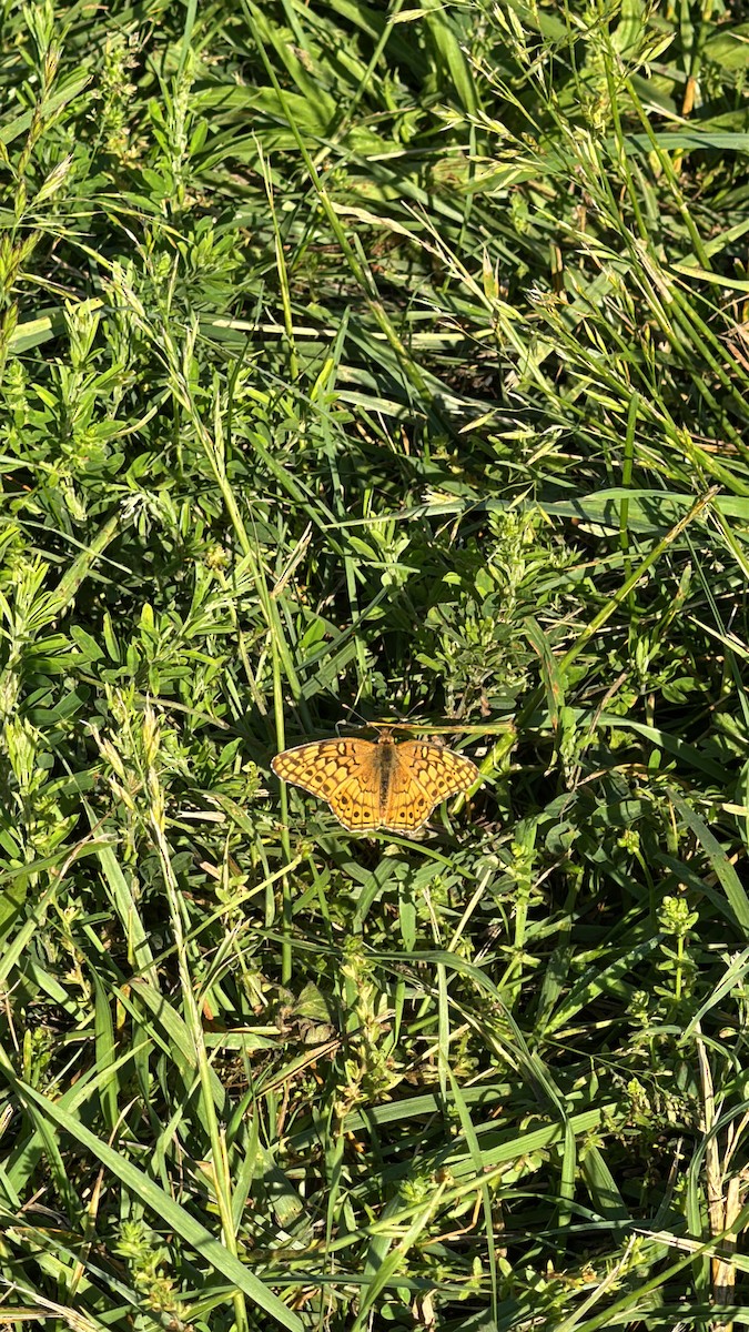 Animals - ML636095579