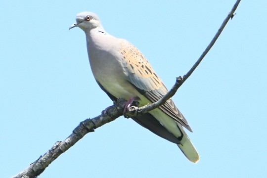European Turtle-Dove - ML636095582