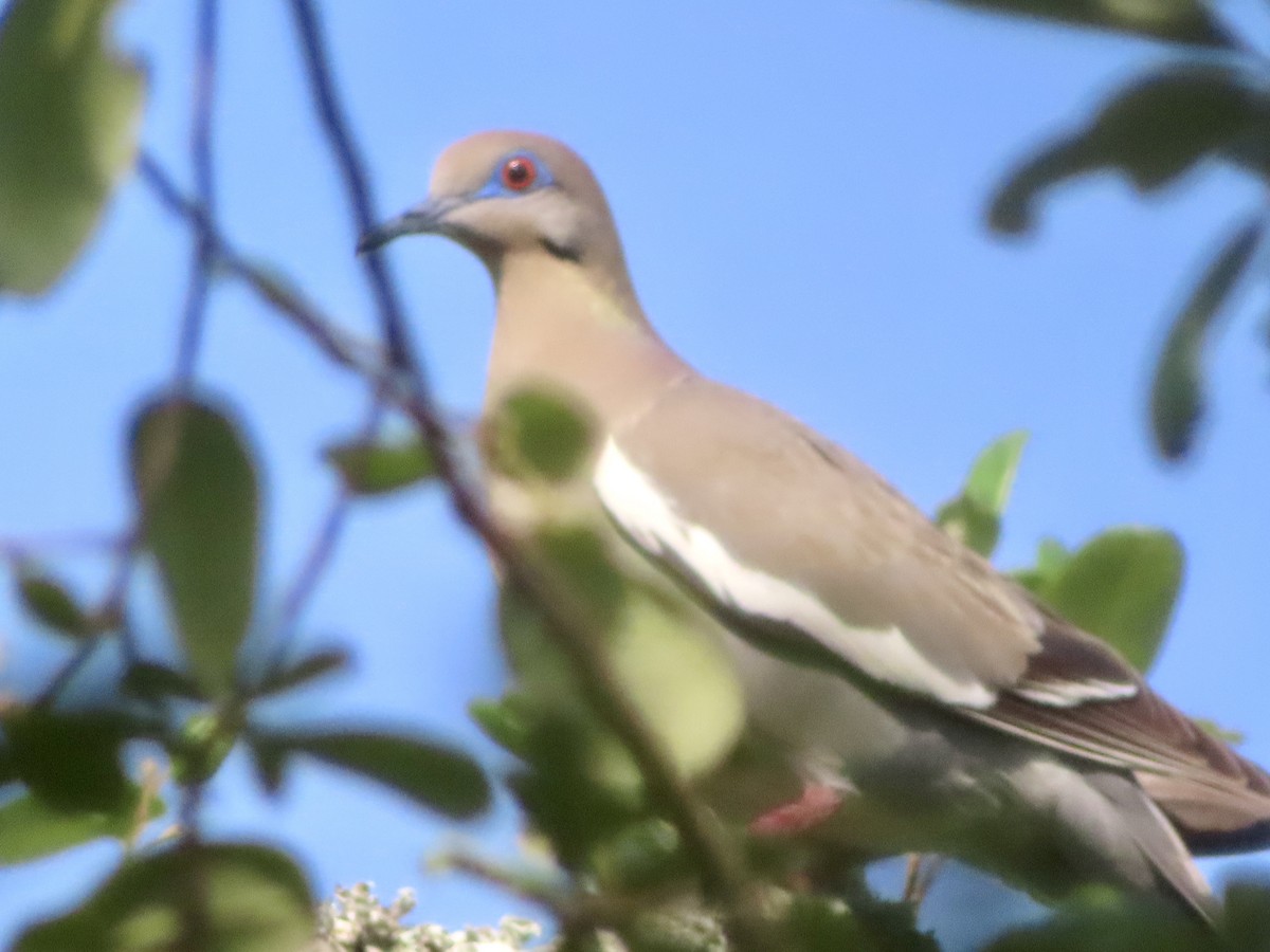 White-winged Dove - ML636095623